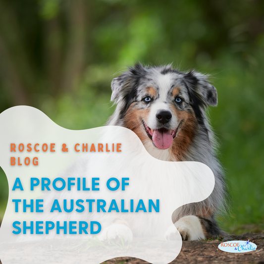 Breed Bio: A Profile of the Australian Shepherd