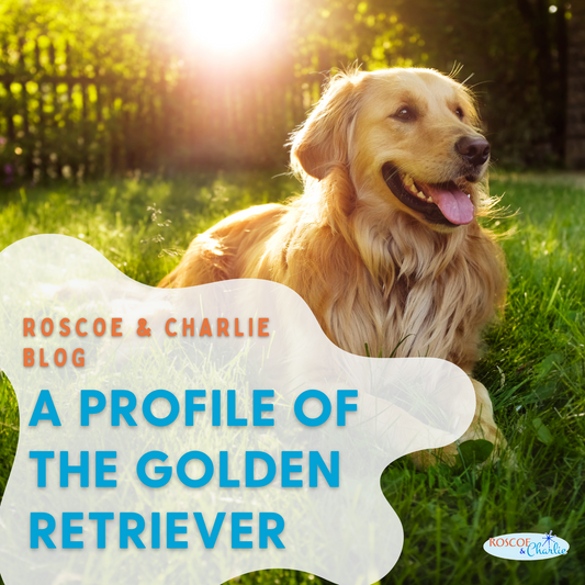 Breed Bio: Golden Retriever