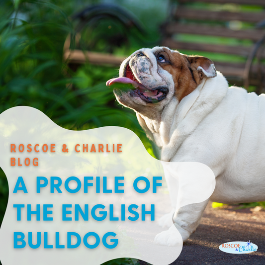 Breed Bio: English Bulldog | Roscoe & Charlie Dog Blog