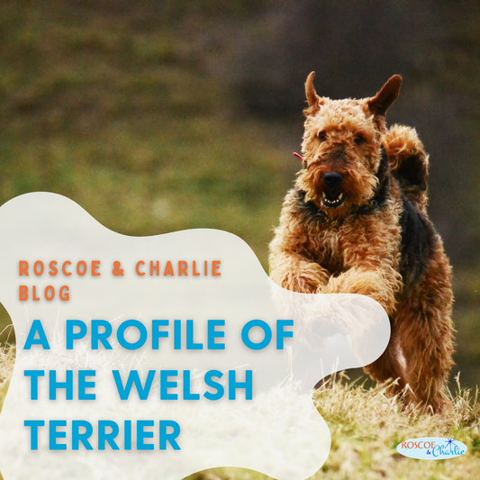 Breed Bio: Welsh Terrier