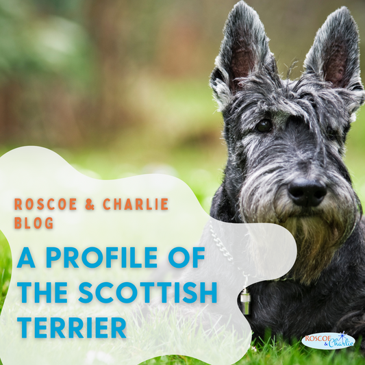 Breed Bio: Scottish Terrier