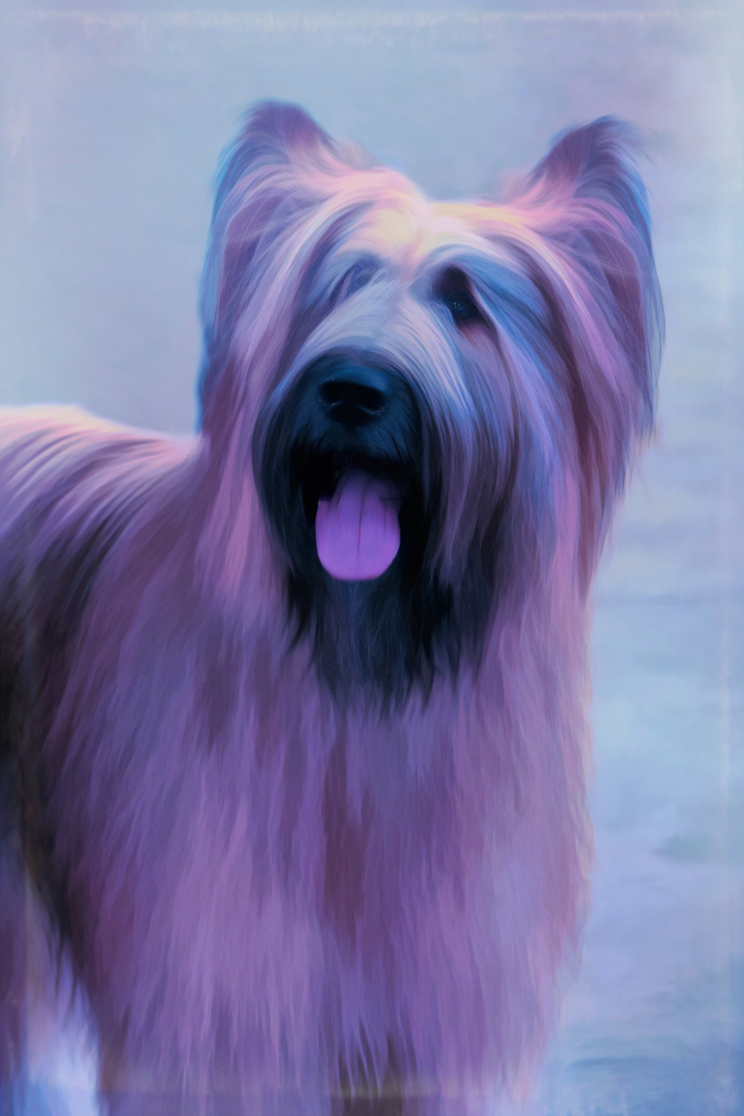 Buy Briard Dog Art | Roscoe & Charlie