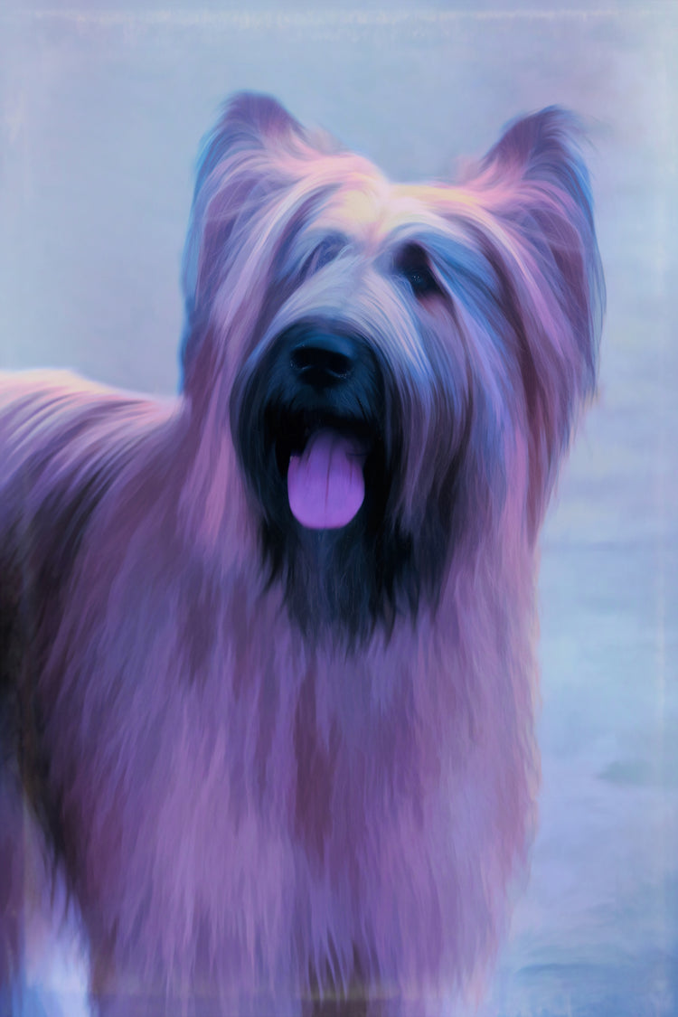 Buy Briard Dog Art | Roscoe & Charlie