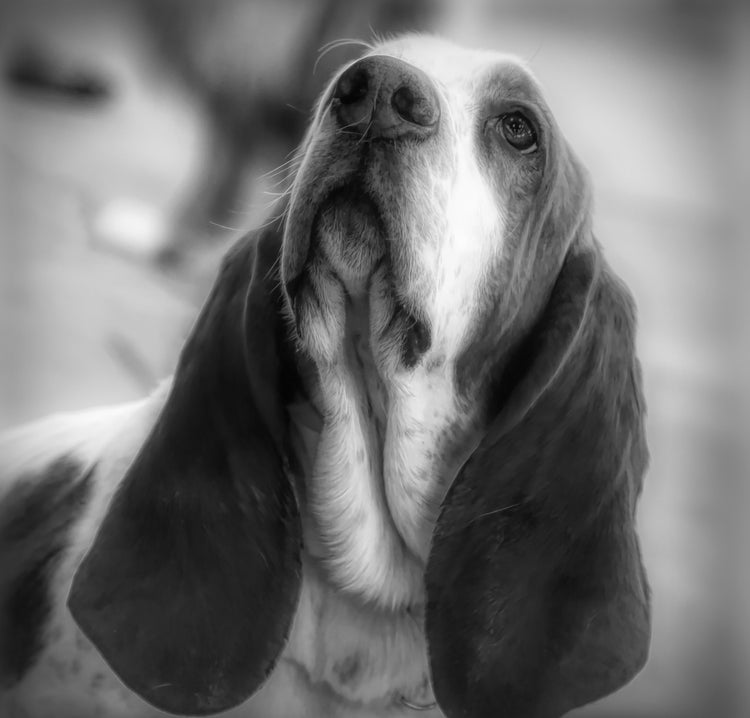 Basset Hound Artwork | Roscoe & Charlie