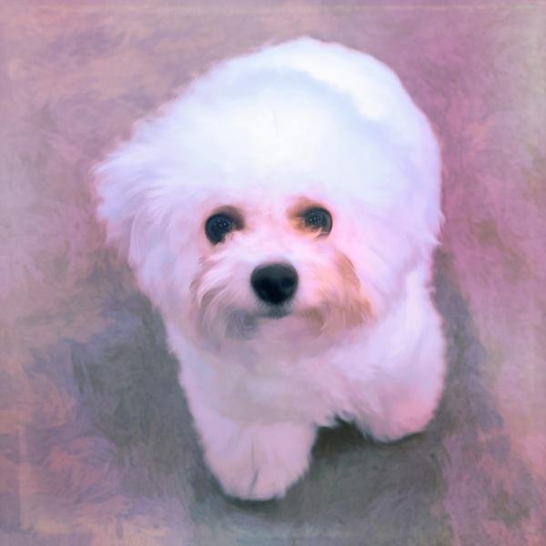 Buy Bichon Frise Canvas | Roscoe & Charlie