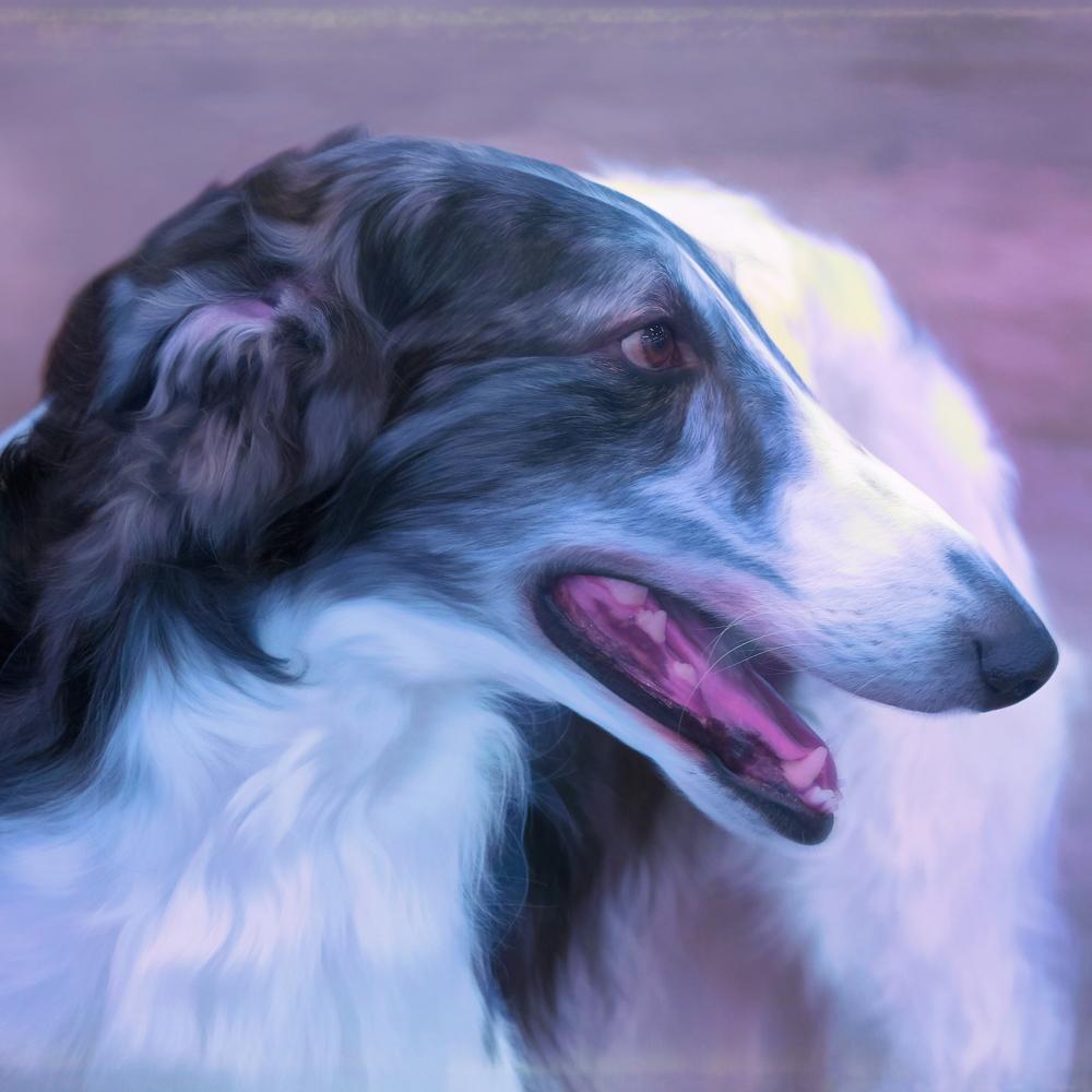 Buy Borzoi Dog Art | Roscoe & Charlie