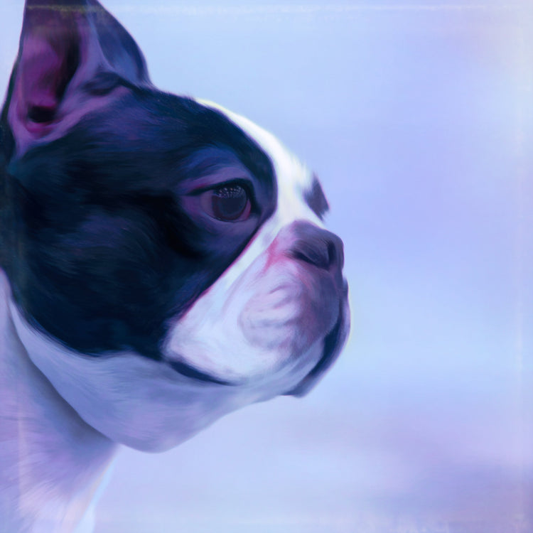 Buy Boston Terrier Art | Roscoe & Charlie