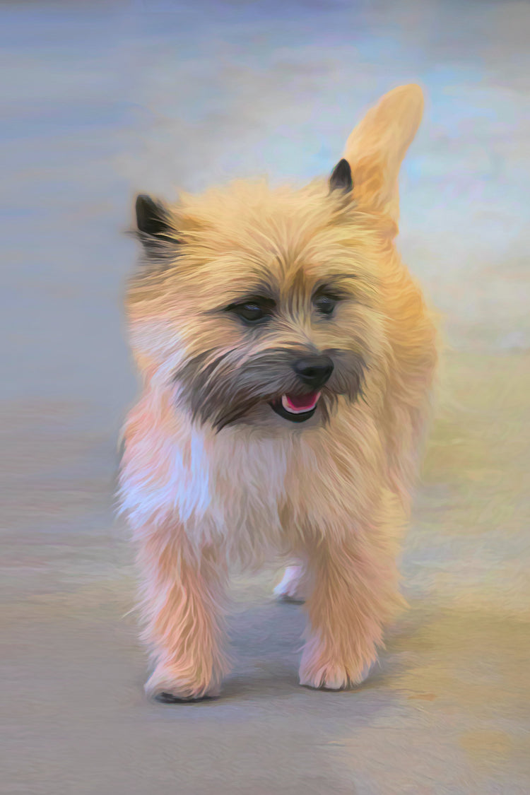 Buy Cairn Terrier Art | Roscoe & Charlie