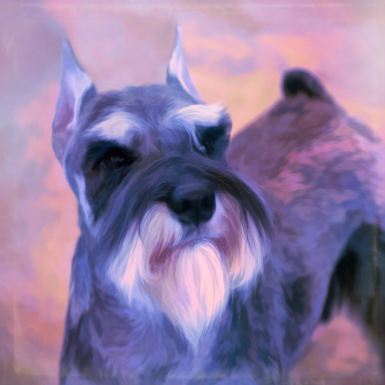 Buy Schnauzer Art | Roscoe & Charlie