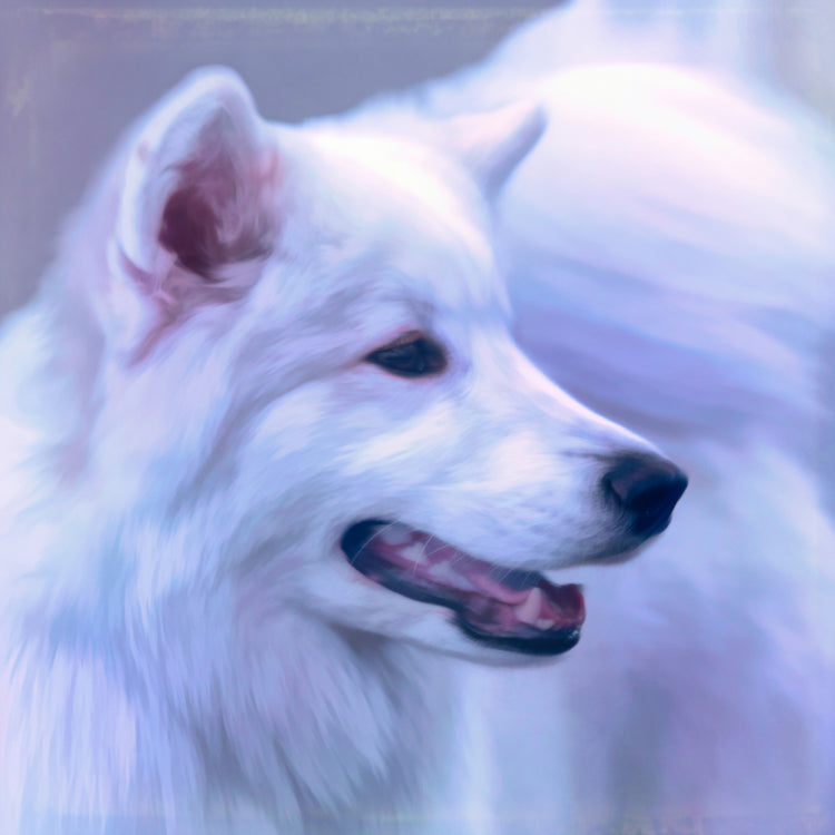 Buy Samoyed Art | Roscoe & Charlie