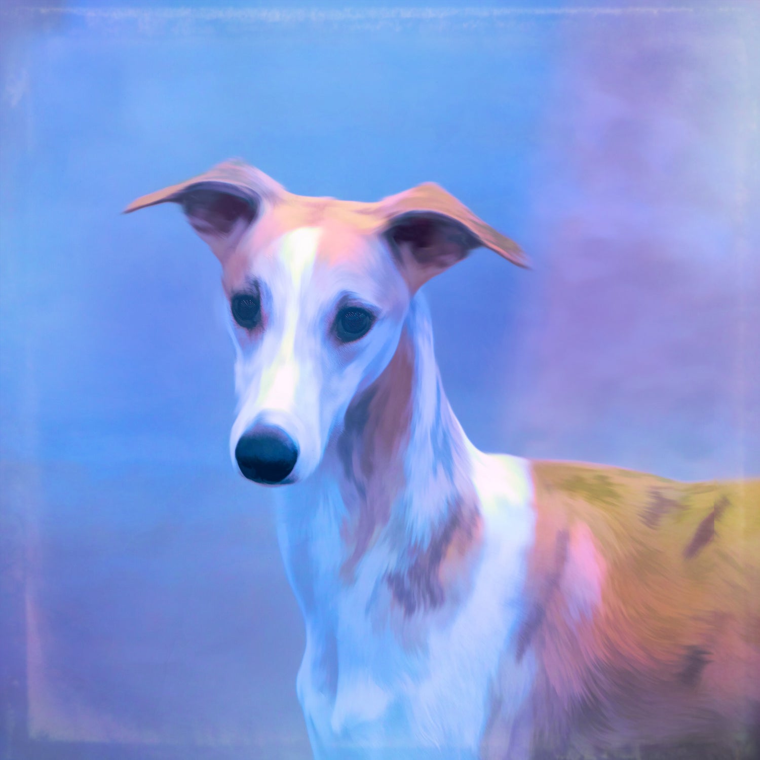 Buy Whippet Canvases | Roscoe & Charlie