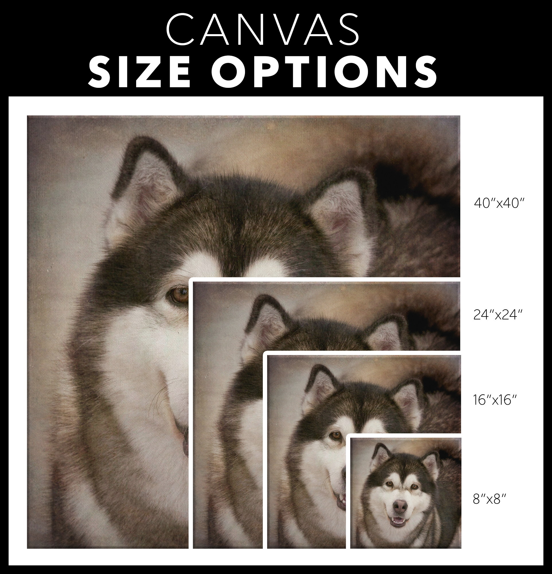 Alaskan Malamute art available online | Roscoe & Charlie