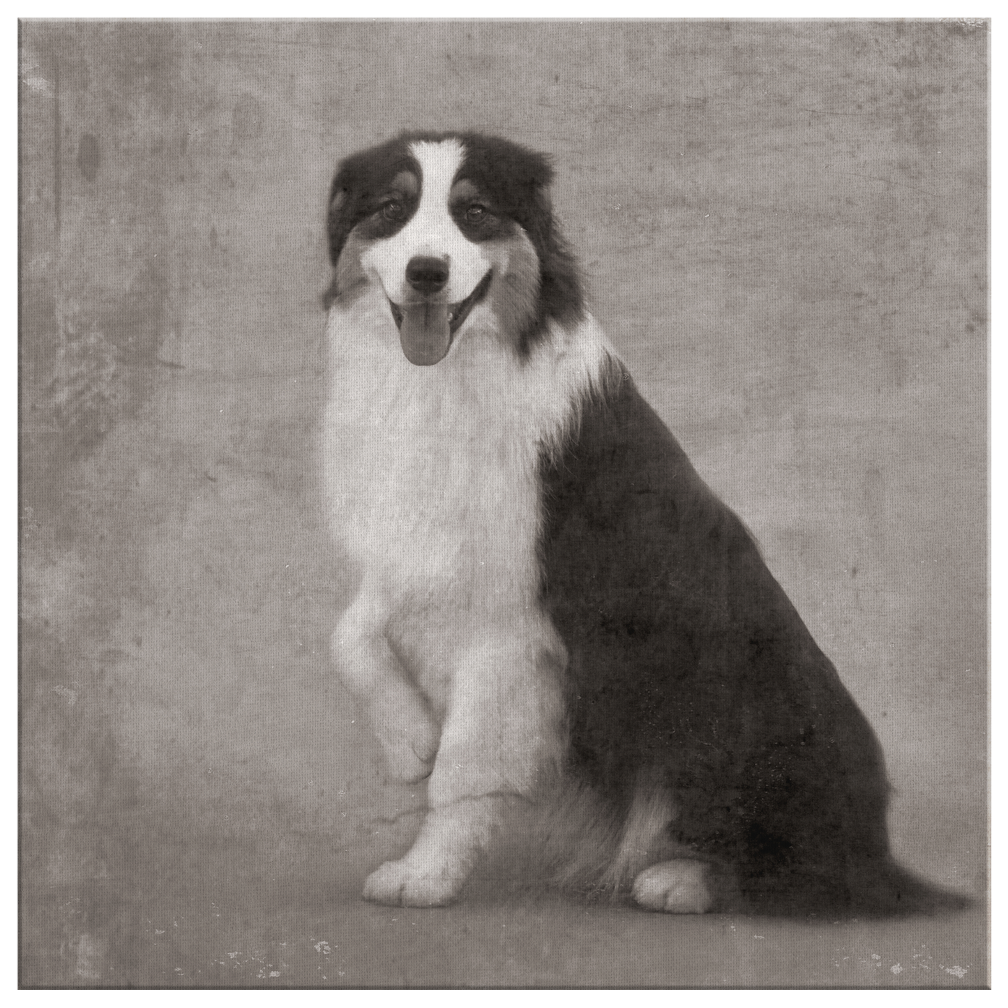 Buy canvas art with Australian Shepherd prints online | Roscoe & Charlie