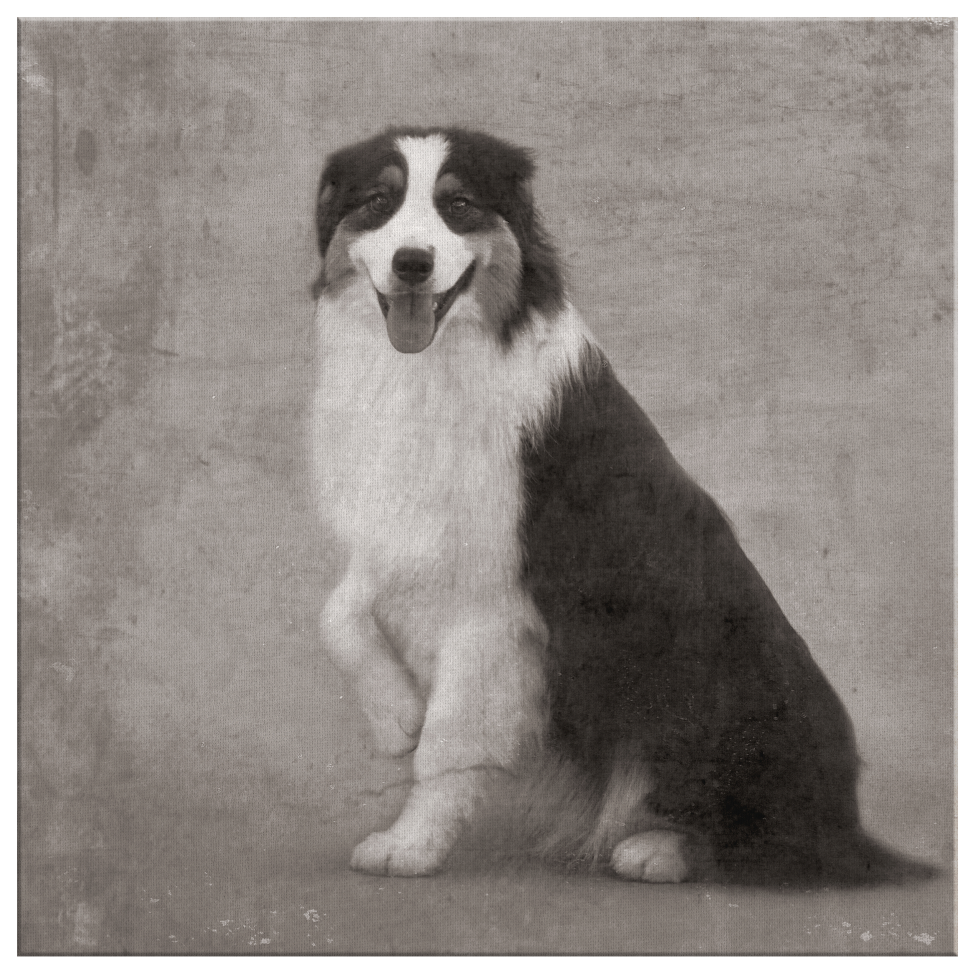 Buy canvas art with Australian Shepherd prints online | Roscoe & Charlie