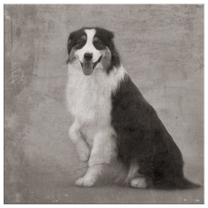 Buy canvas art with Australian Shepherd prints online | Roscoe & Charlie