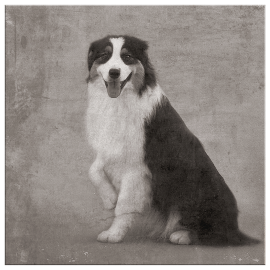 Buy canvas art with Australian Shepherd prints online | Roscoe & Charlie