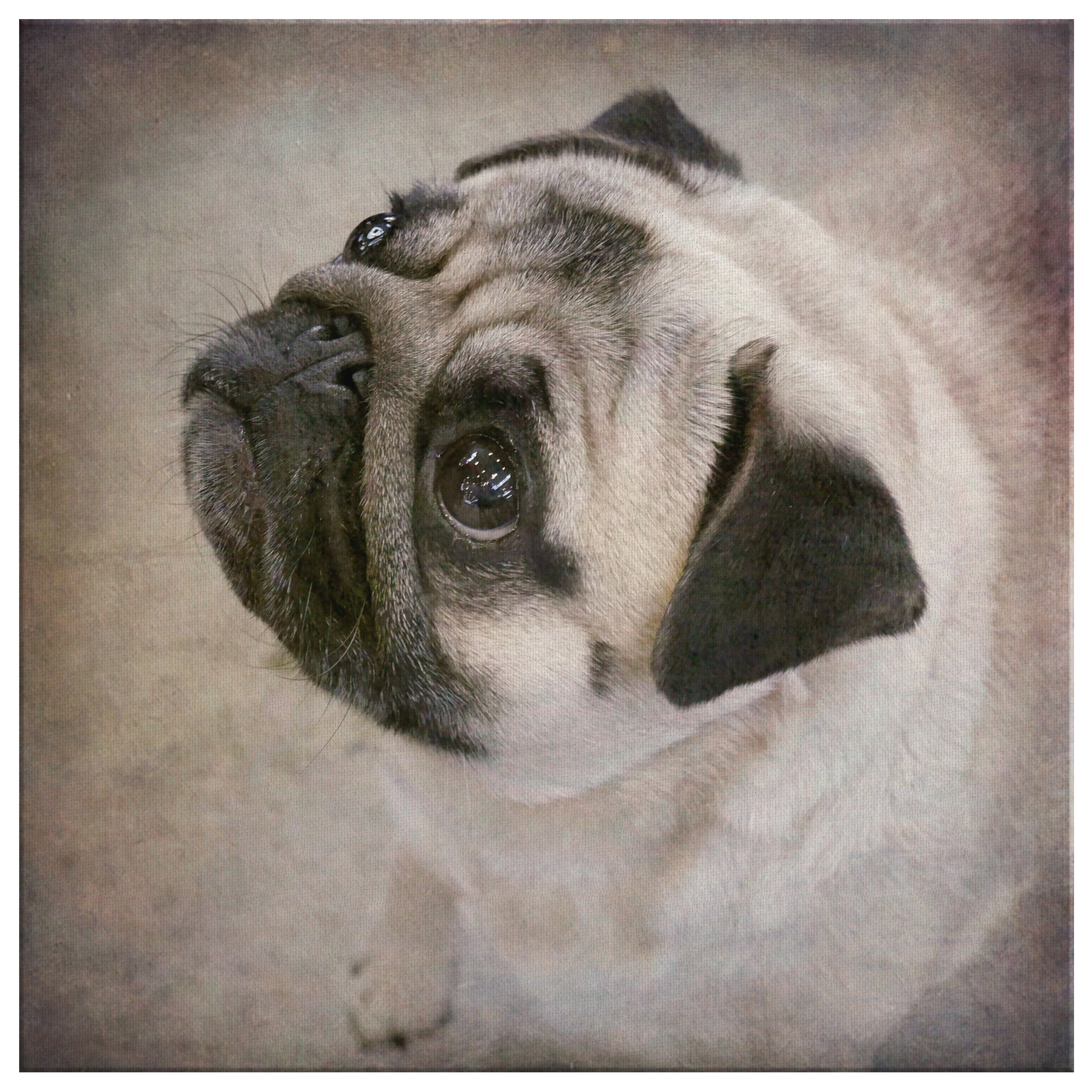 Buy Pug Wall Canvas Online | Roscoe & Charlie