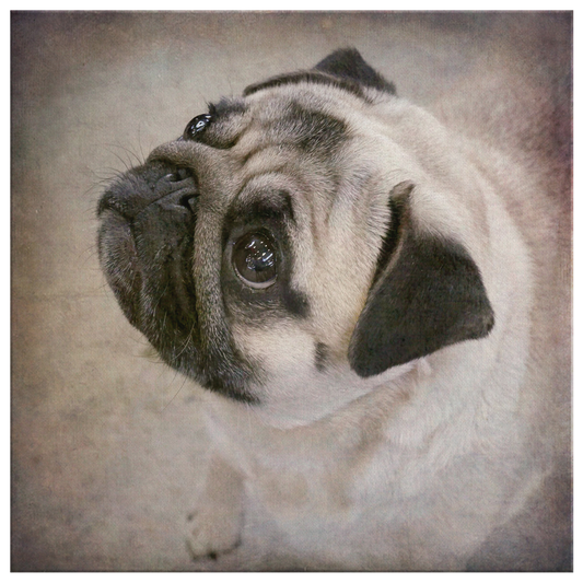 Buy Pug Wall Canvas Online | Roscoe & Charlie