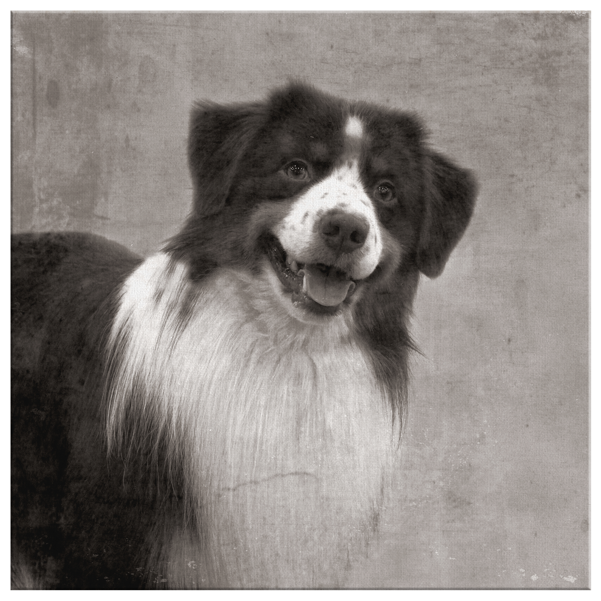 Buy canvas art with Australian Shepherd prints online | Roscoe & Charlie