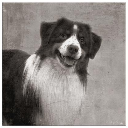 Buy canvas art with Australian Shepherd prints online | Roscoe & Charlie