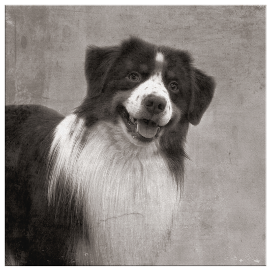 Buy canvas art with Australian Shepherd prints online | Roscoe & Charlie