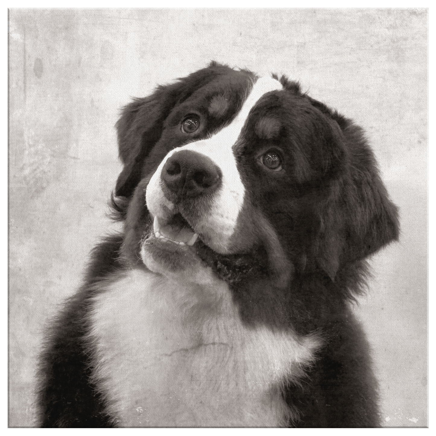 Buy canvas art with Bernese Mountain Dog prints online | Roscoe & Charlie