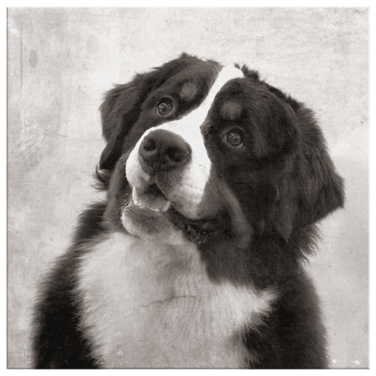 Buy canvas art with Bernese Mountain Dog prints online | Roscoe & Charlie