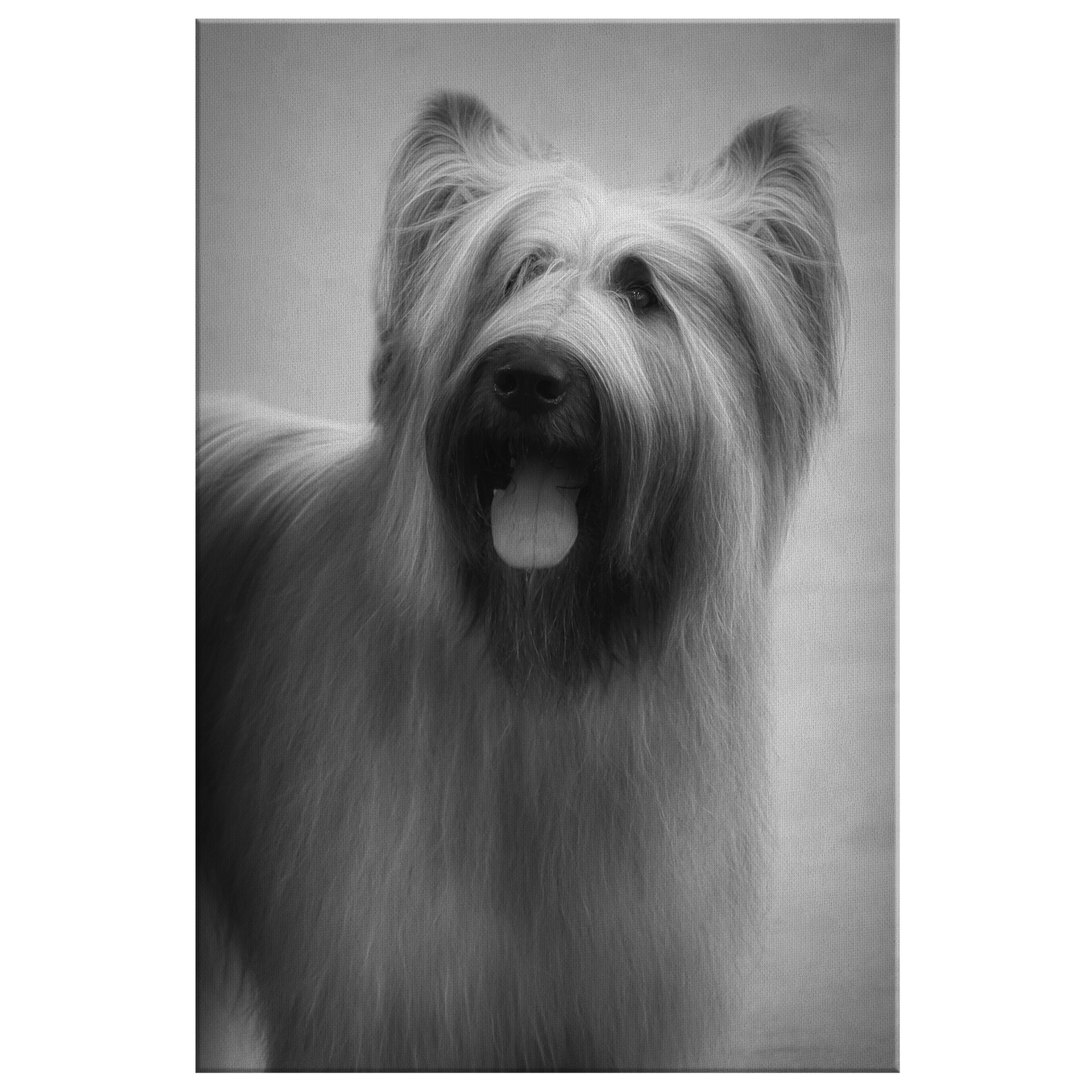 Buy canvas wall art with Briard art online | Roscoe & Charlie