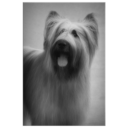 Buy canvas wall art with Briard art online | Roscoe & Charlie