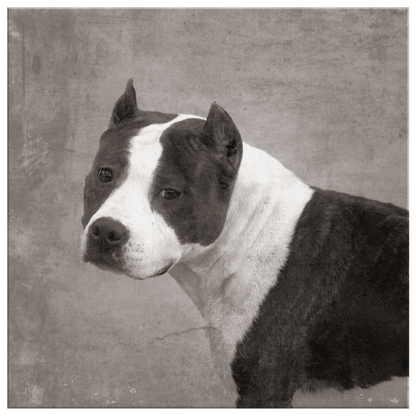 Buy Vintage Staffordshire Terrier Canvas | Roscoe & Charlie