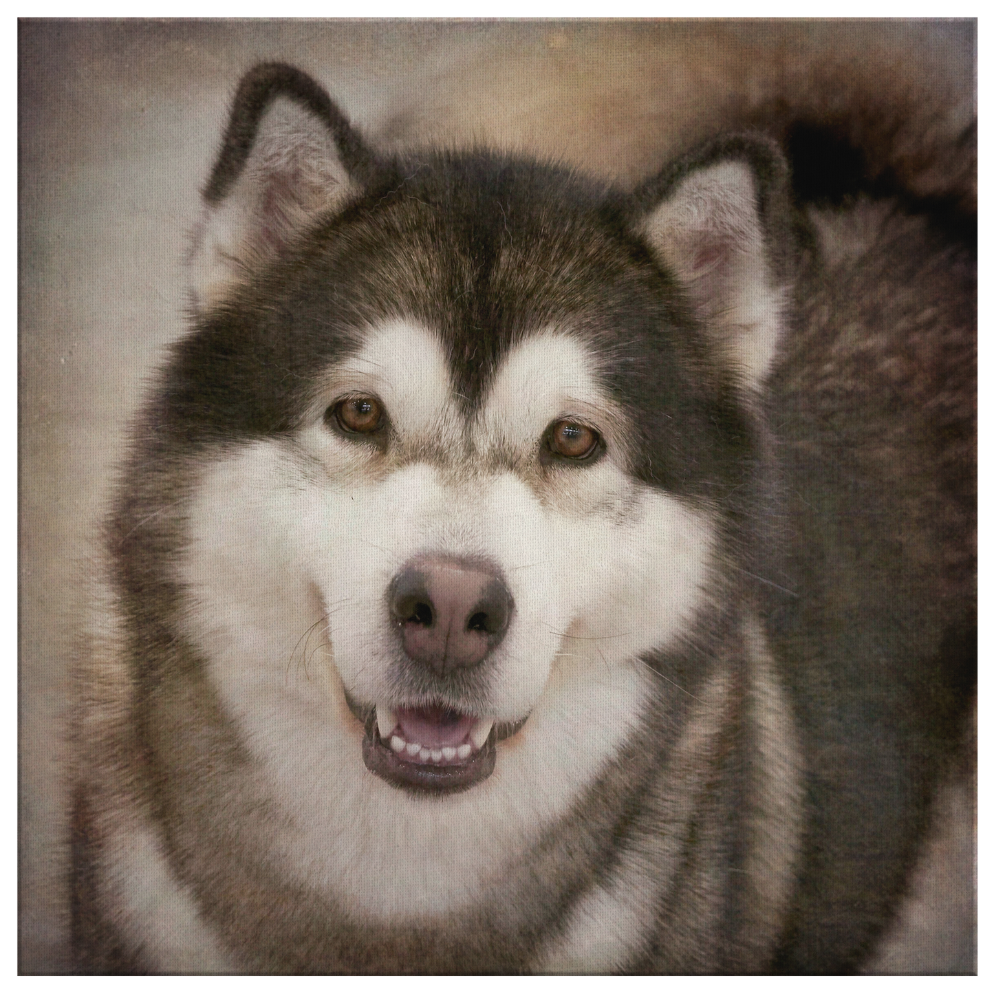 Buy canvas art with Alaskan Malamute prints online | Roscoe & Charlie