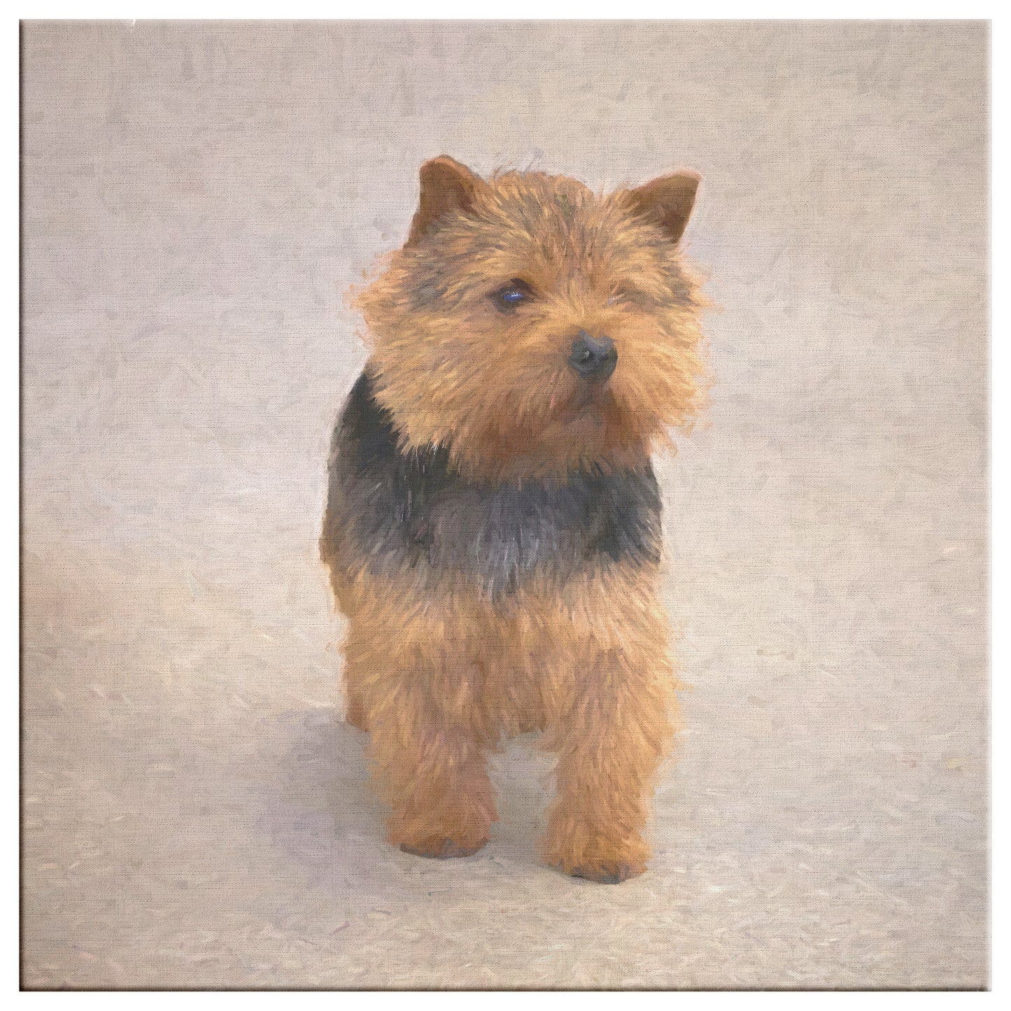 Buy Abby II Gallery Canvas | Shop Norwich Terrier Wall Art | Roscoe & Charlie