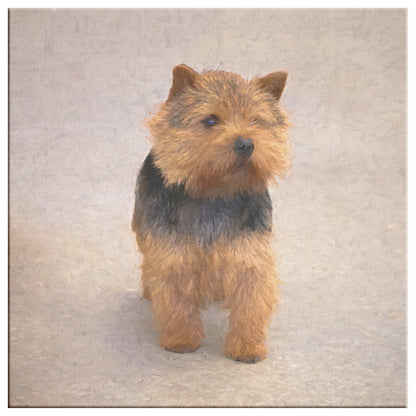 Buy Abby II Gallery Canvas | Shop Norwich Terrier Wall Art | Roscoe & Charlie