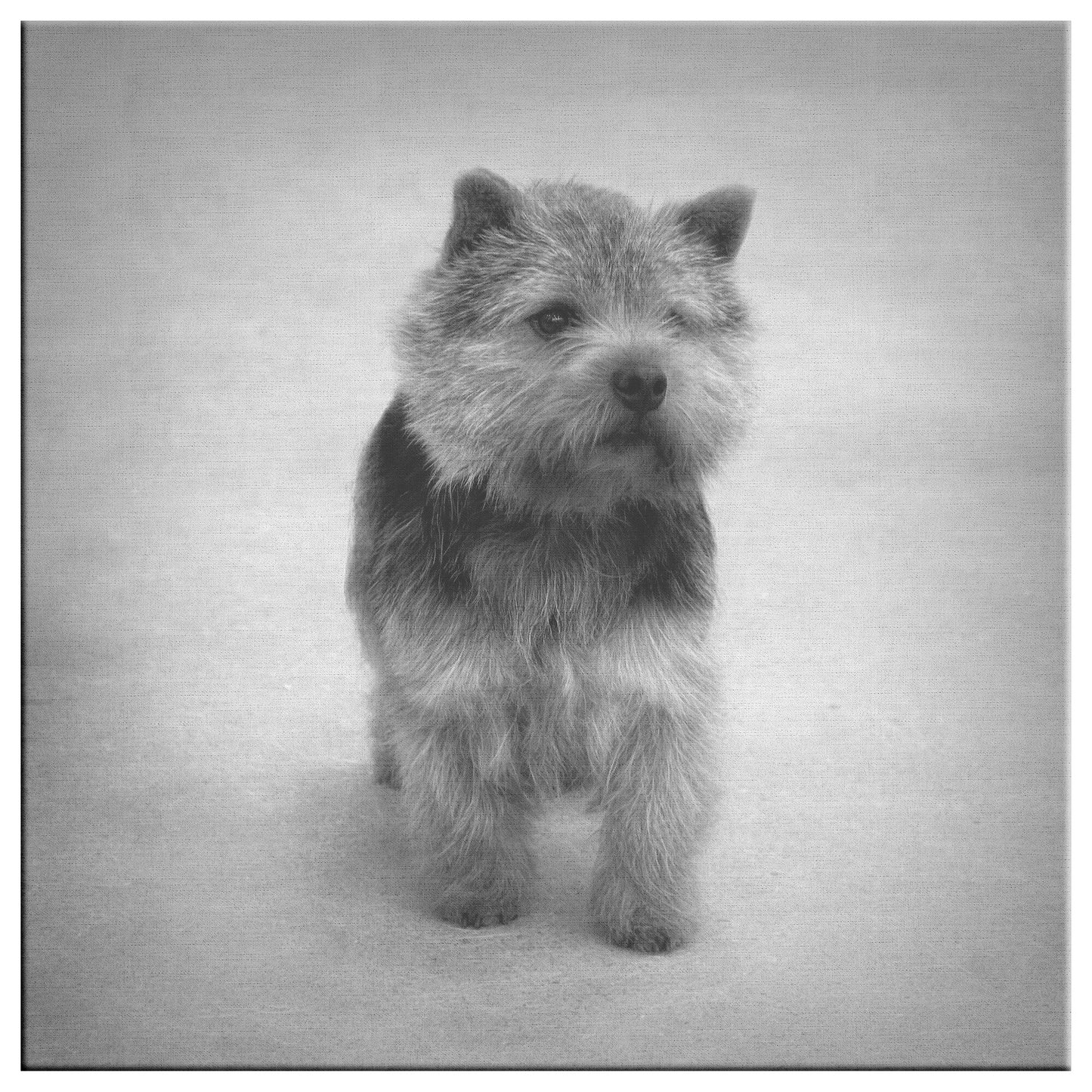 Buy Abby V Gallery Canvas | Shop for Norwich Terrier Wall Art | Roscoe & Charlie