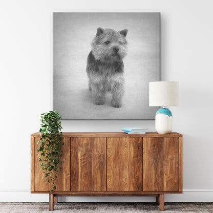 Buy Abby V Gallery Canvas | Shop for Norwich Terrier Wall Art | Roscoe & Charlie