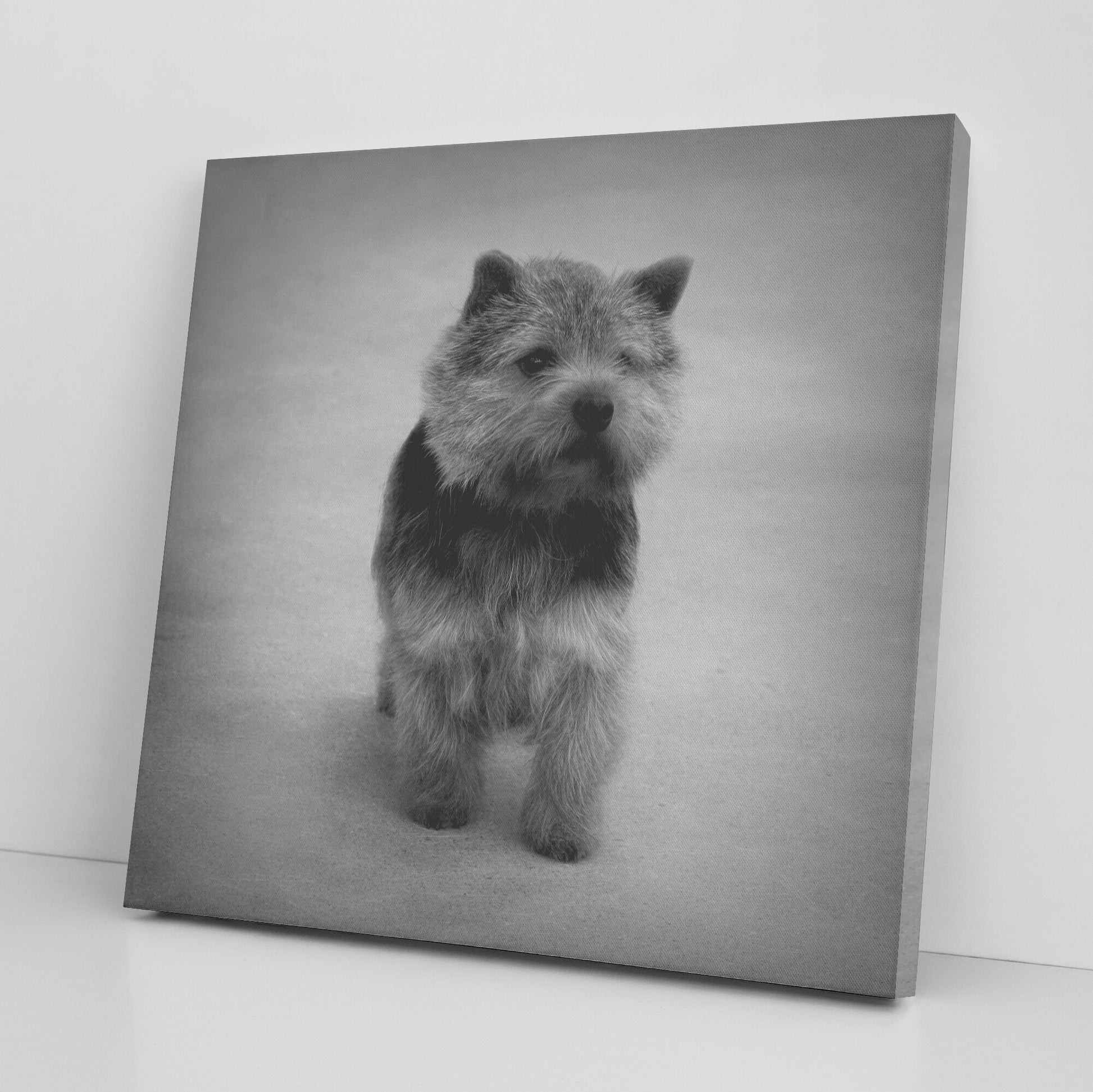 Buy Abby V Gallery Canvas | Shop for Norwich Terrier Wall Art | Roscoe & Charlie