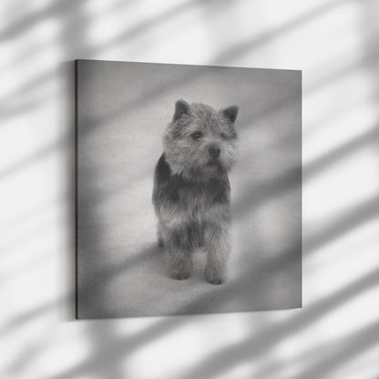 Buy Abby V Gallery Canvas | Shop for Norwich Terrier Wall Art | Roscoe & Charlie