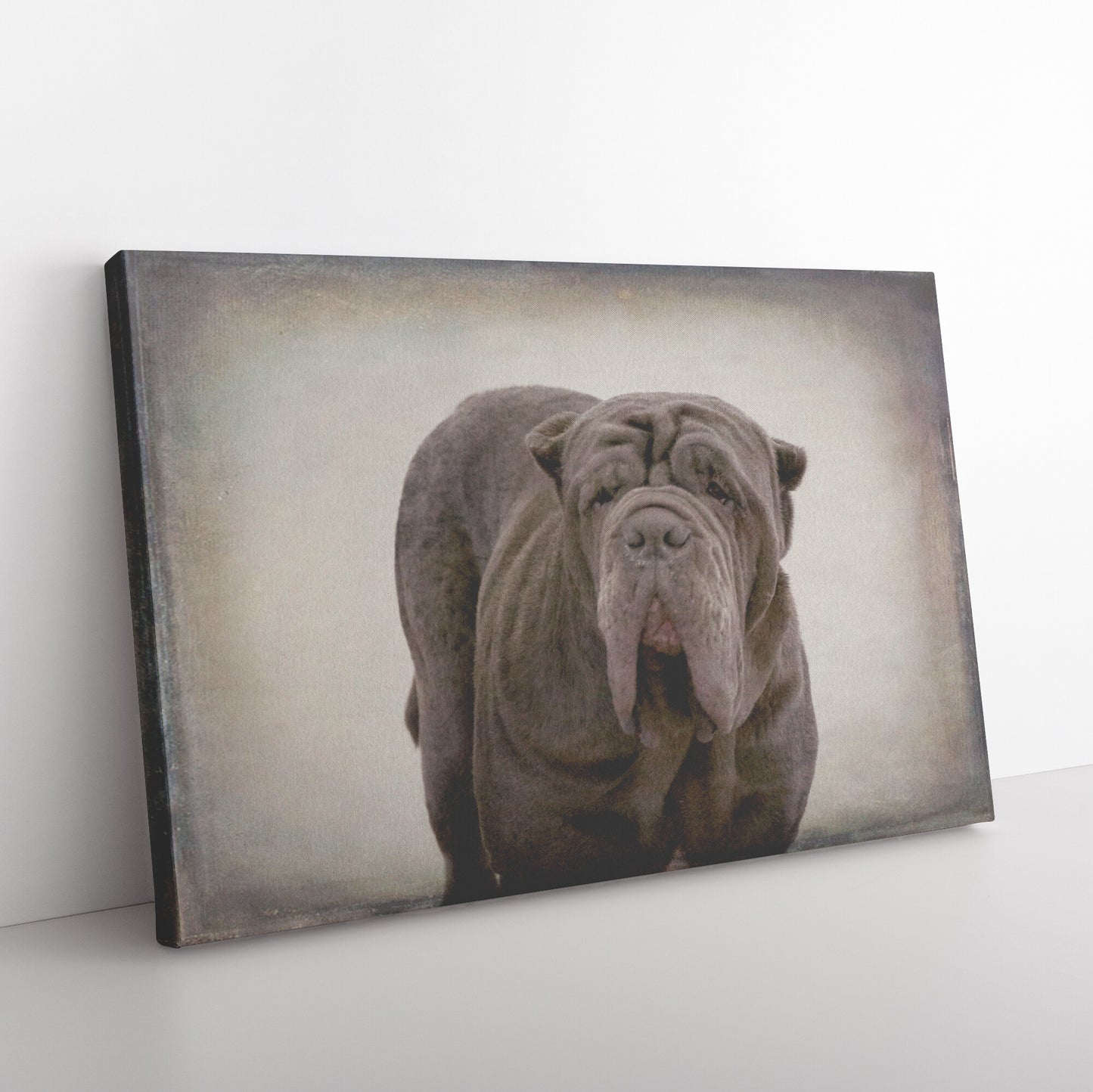 Buy Apollo IV Gallery Canvas | Shop for Neapolitan Mastiff Wall Art | Roscoe & Charlie