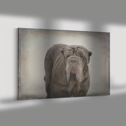 Buy Apollo IV Gallery Canvas | Shop for Neapolitan Mastiff Wall Art | Roscoe & Charlie