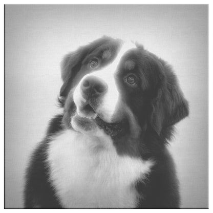 Buy Bernie VI Gallery Canvas | Shop for Bernese Mountain Dog Wall Art | Roscoe & Charlie