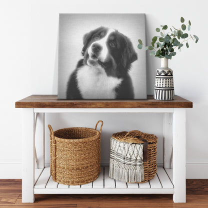 Buy Bernie VI Gallery Canvas | Shop for Bernese Mountain Dog Wall Art | Roscoe & Charlie