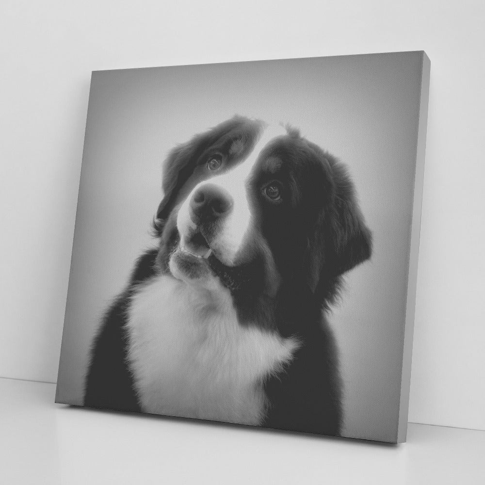 Buy Bernie VI Gallery Canvas | Shop for Bernese Mountain Dog Wall Art | Roscoe & Charlie