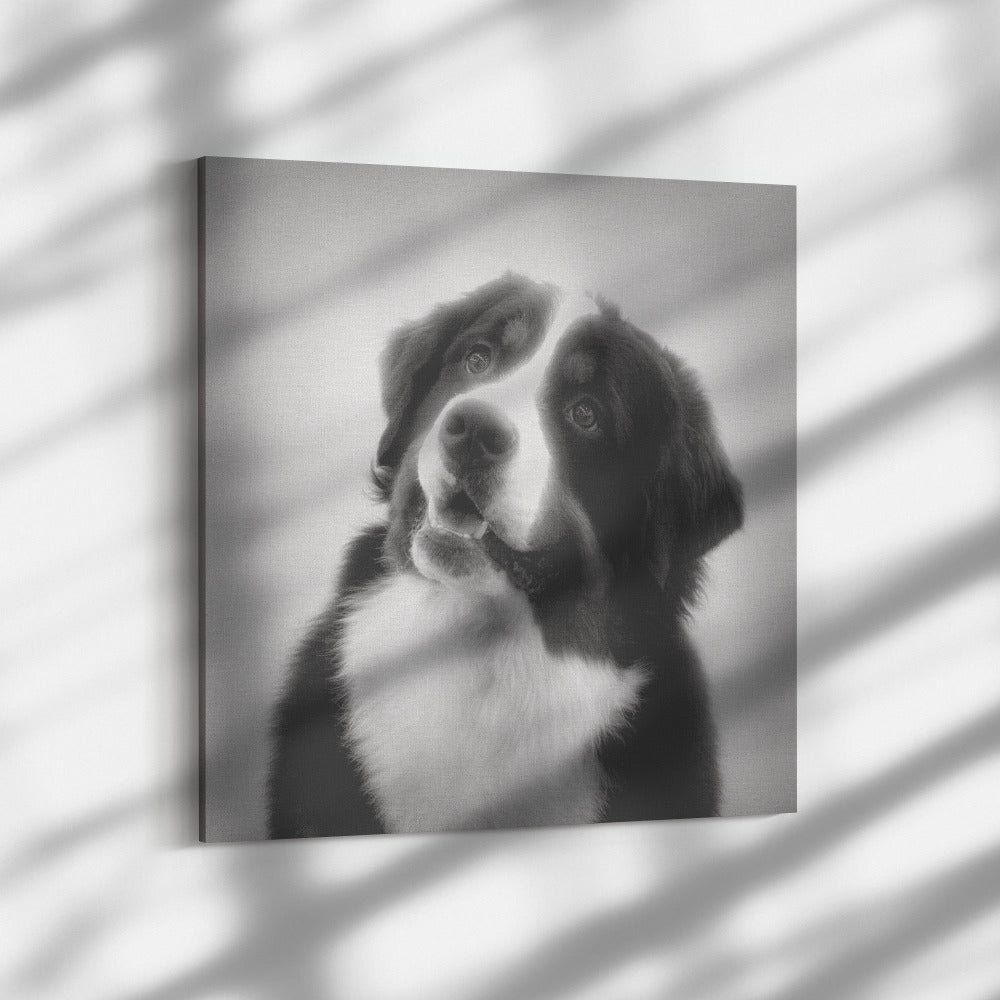 Buy Bernie VI Gallery Canvas | Shop for Bernese Mountain Dog Wall Art | Roscoe & Charlie