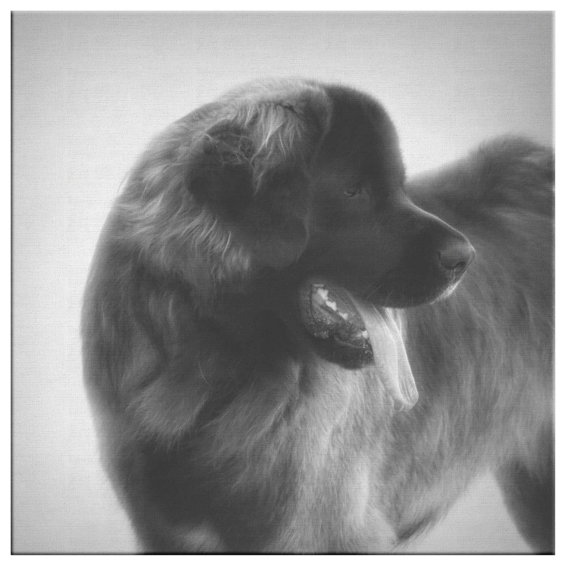 Buy Bruno I Gallery Canvas | Shop for Leonberger Wall Art | Roscoe & Charlie