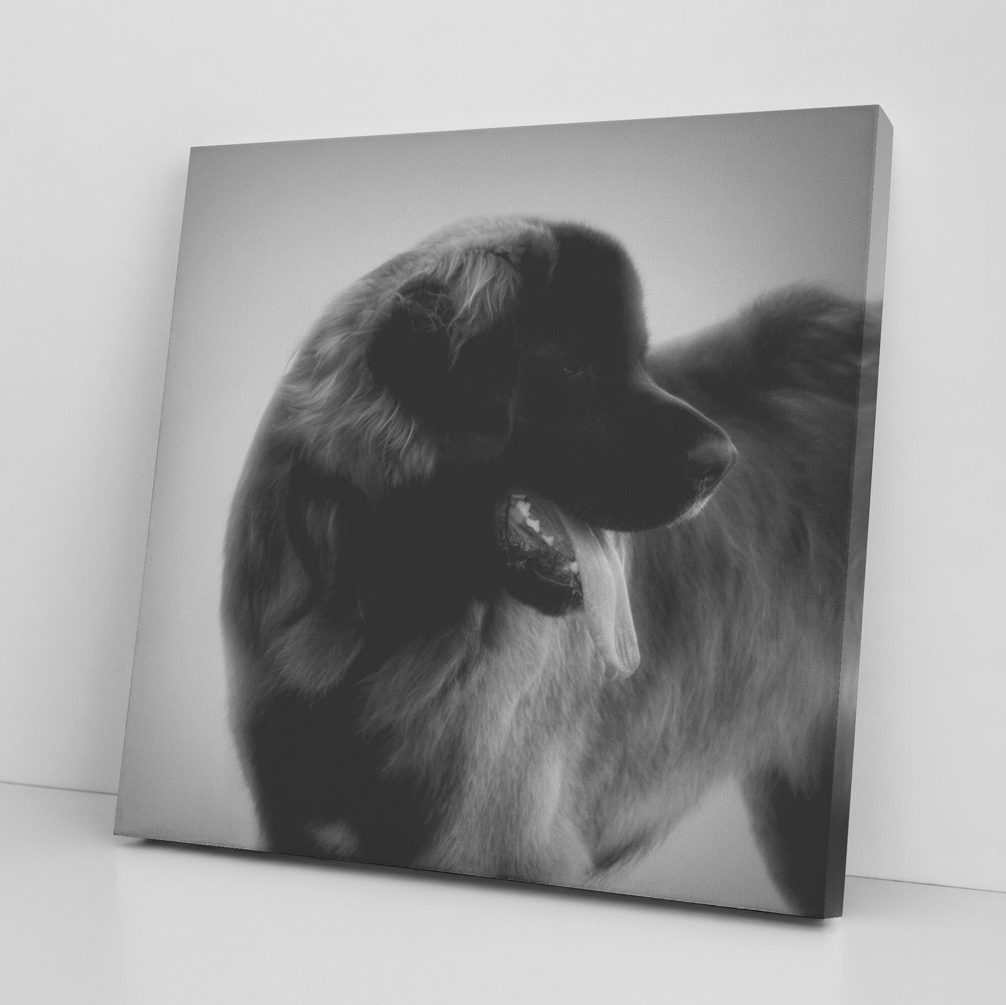 Buy Bruno I Gallery Canvas | Shop for Leonberger Wall Art | Roscoe & Charlie