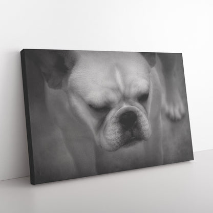 Buy Francine I Gallery Canvas | Shop for French Bulldog Wall Art | Roscoe & Charlie