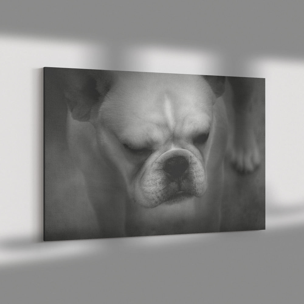 Buy Francine I Gallery Canvas | Shop for French Bulldog Wall Art | Roscoe & Charlie