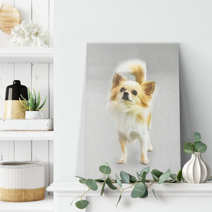 Buy Lola II Gallery Canvas | Shop for Chihuahua Wall Art | Roscoe & Charlie