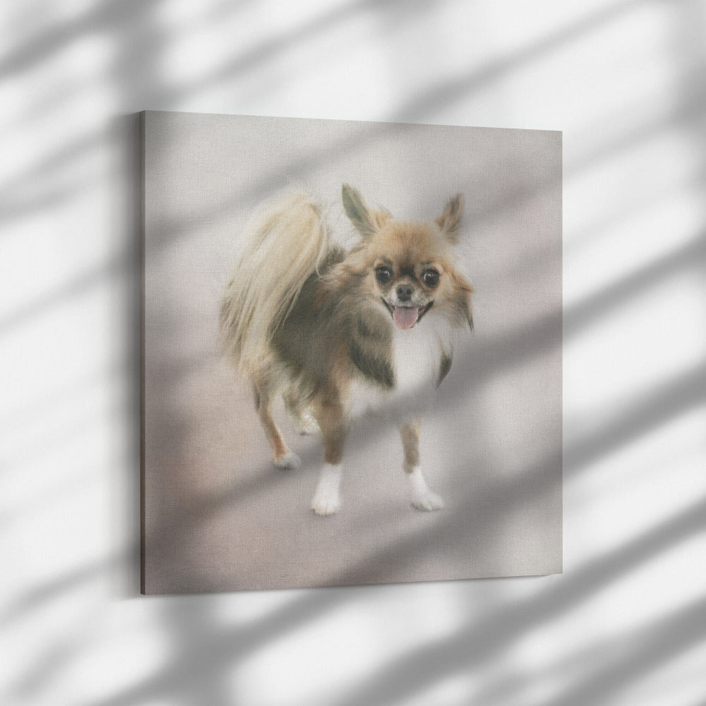 Buy Minnie II Gallery Canvas | Shop for Chihuahua Wall Art | Rosco & Charlie