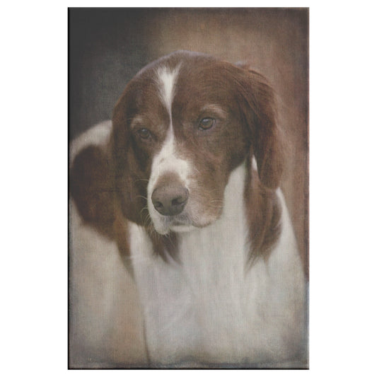 Buy Murphy II Gallery Canvas | Shop Red & White Setter Wall Art | Roscoe & Charlie